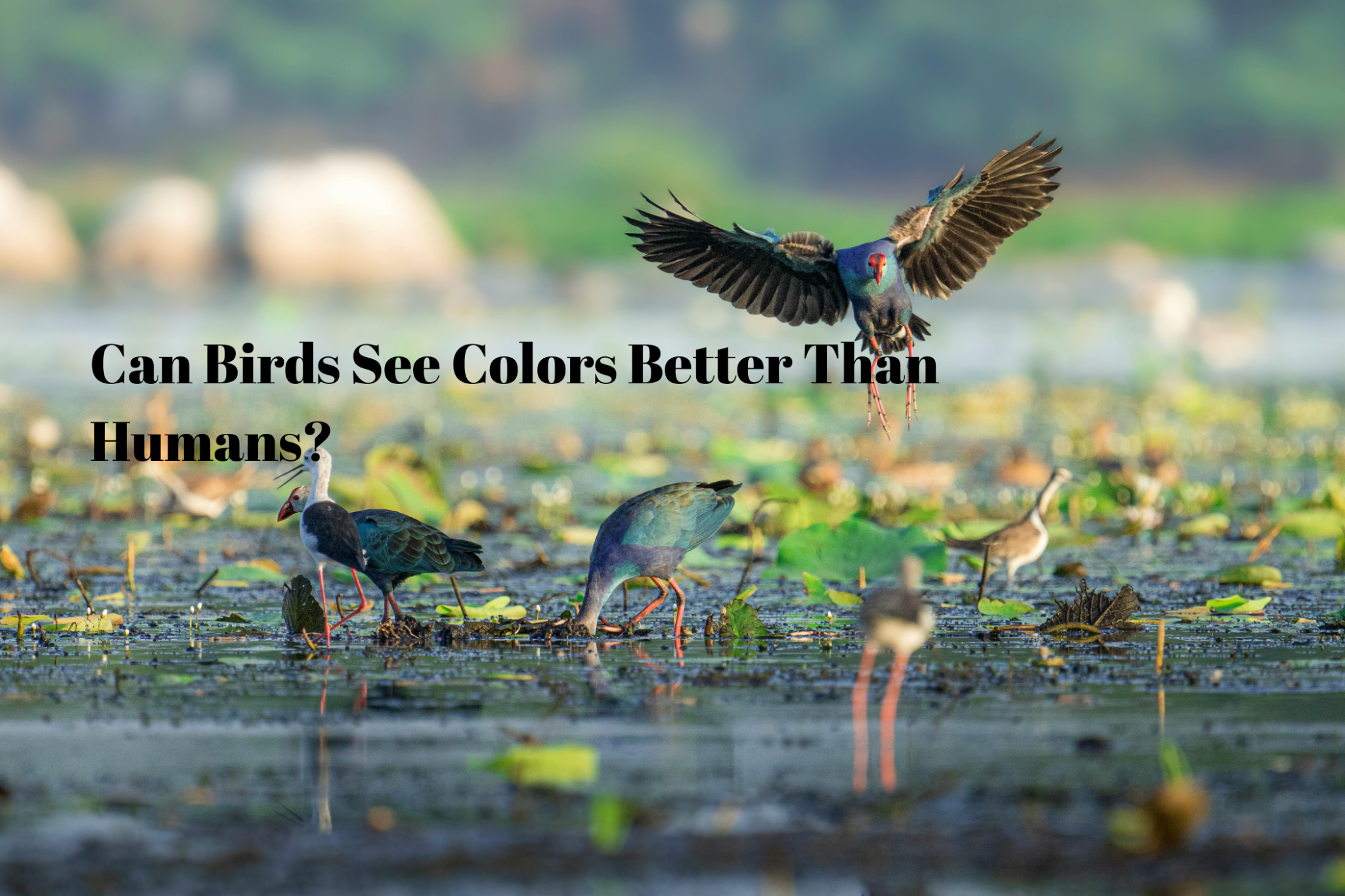 Can Birds See Colors Better Than Humans? - Luzsco