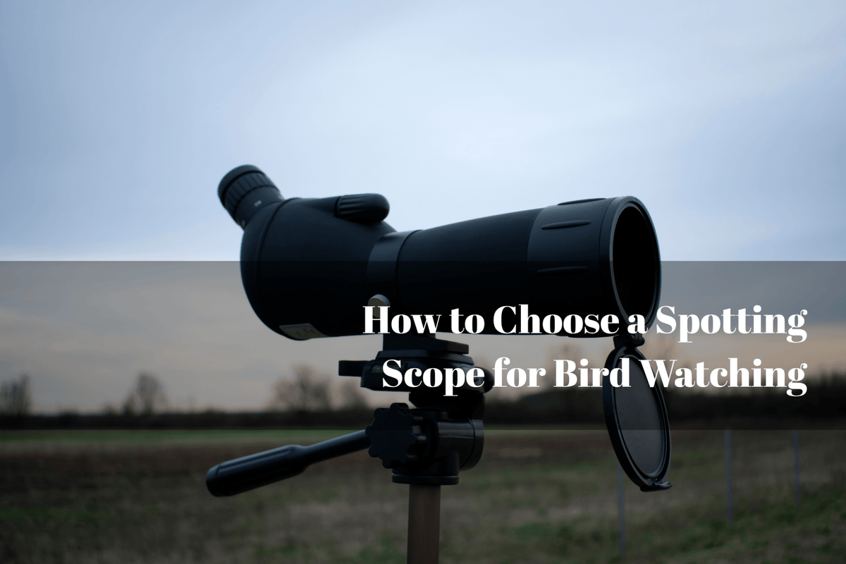 How to Choose a Spotting Scope for Bird Watching - Luzsco