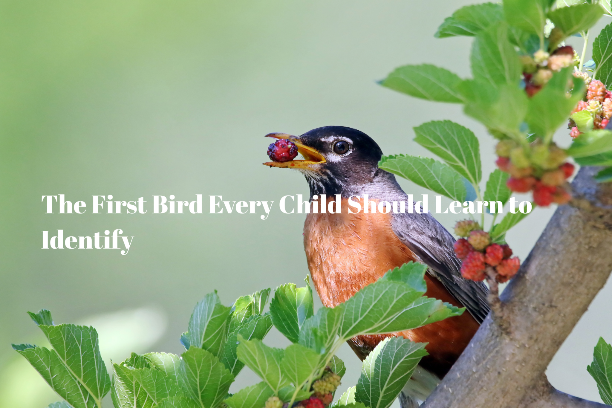 The First Bird Every Child Should Learn to Identify - Luzsco