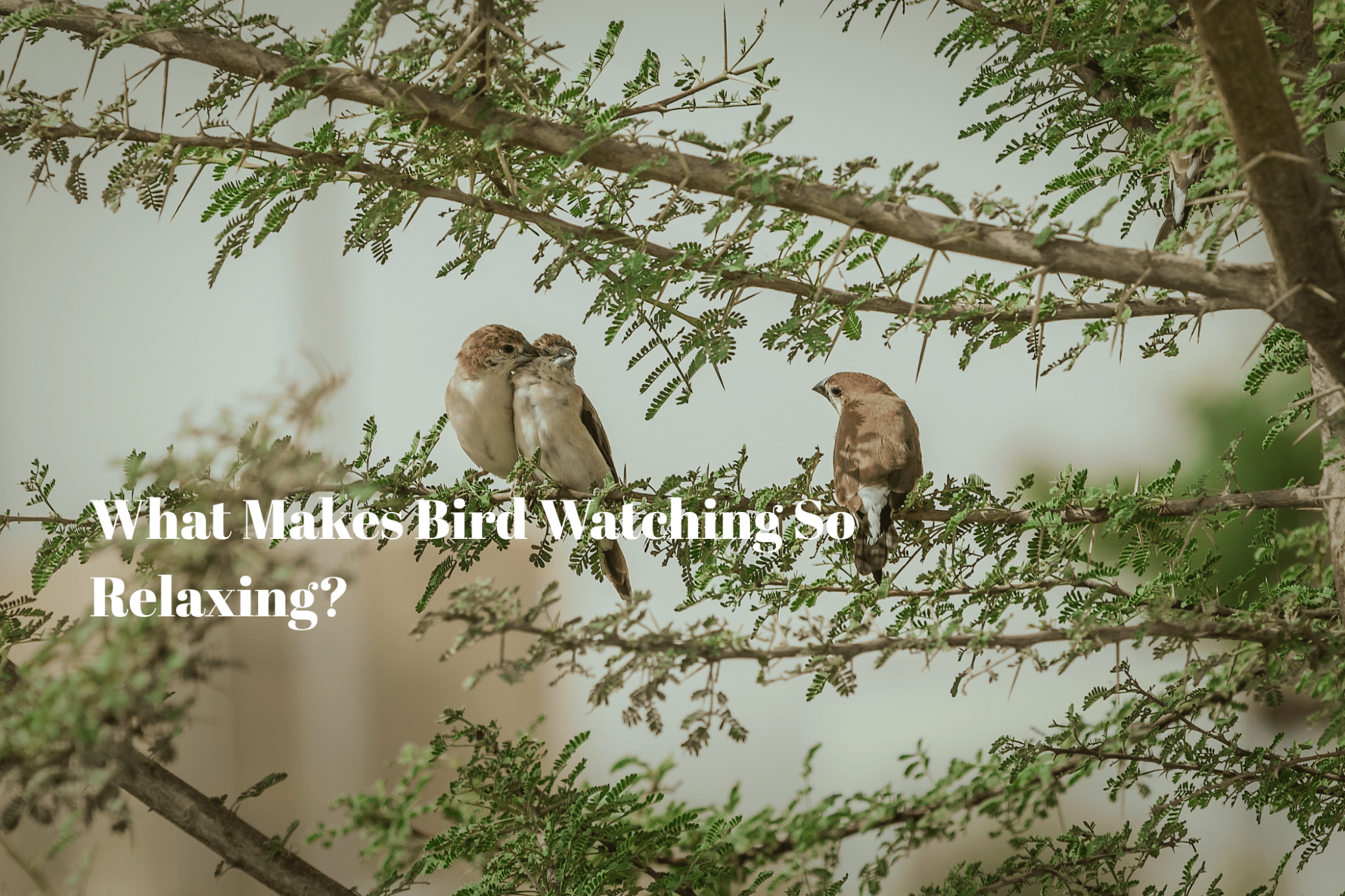 What Makes Bird Watching So Relaxing? - Luzsco