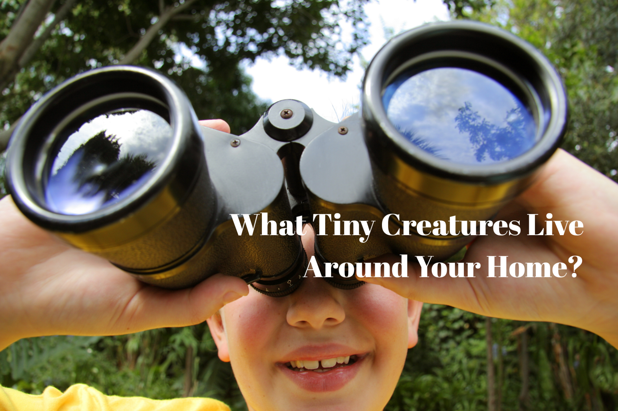 What Tiny Creatures Live Around Your Home? - Luzsco