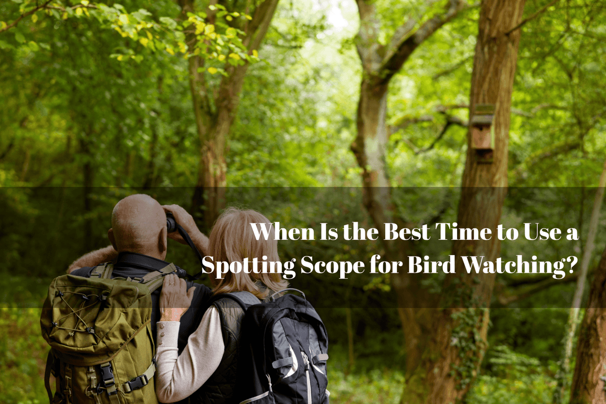 When Is the Best Time to Use a Spotting Scope for Bird Watching? - Luzsco