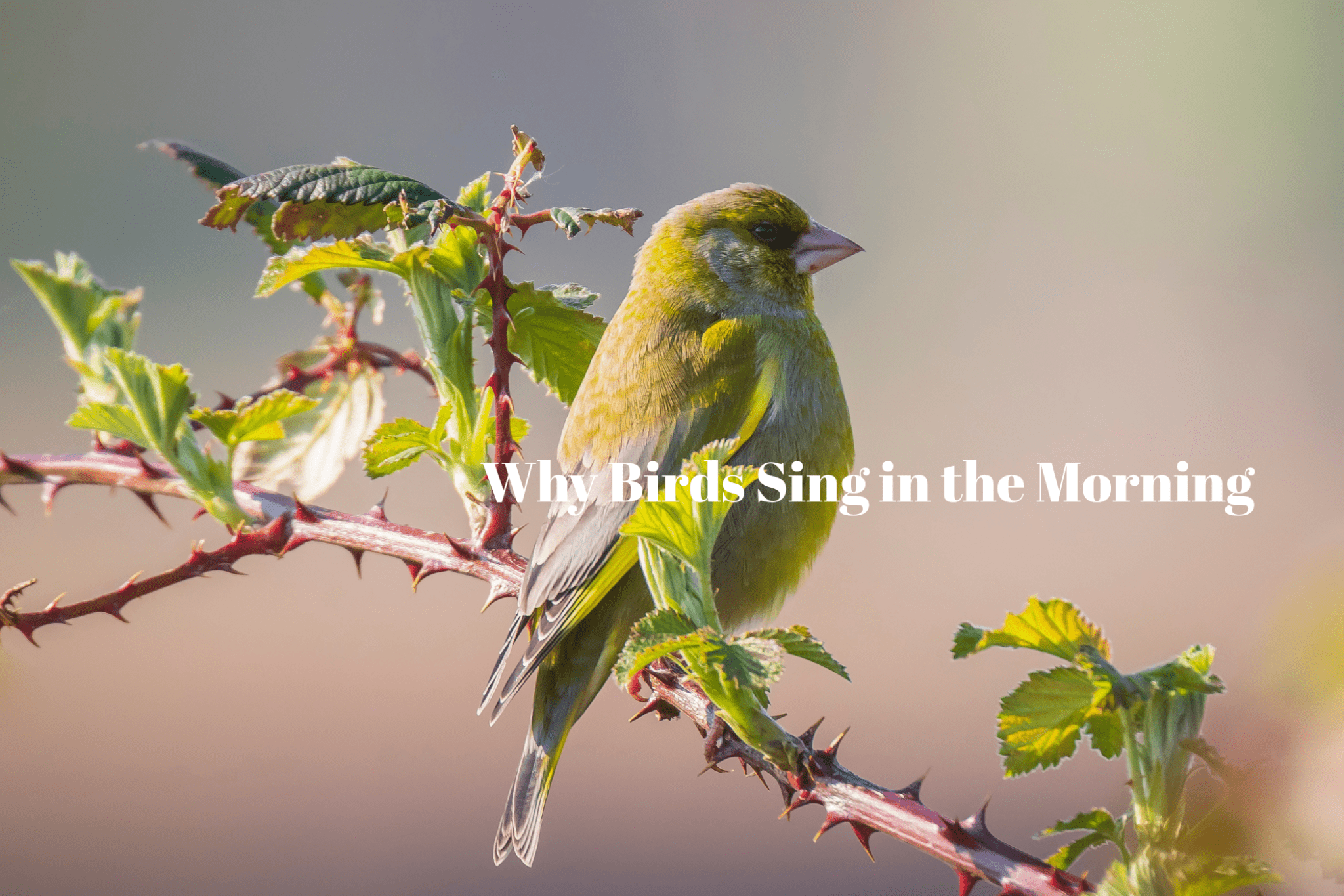 Why Birds Sing in the Morning? - Luzsco